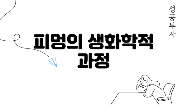 피멍의 생화학적 과정