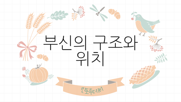 부신의 구조와 위치